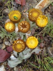 Helichrysum nitens