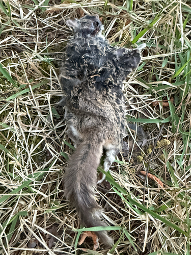 Southern Flying Squirrel observed by dealhound