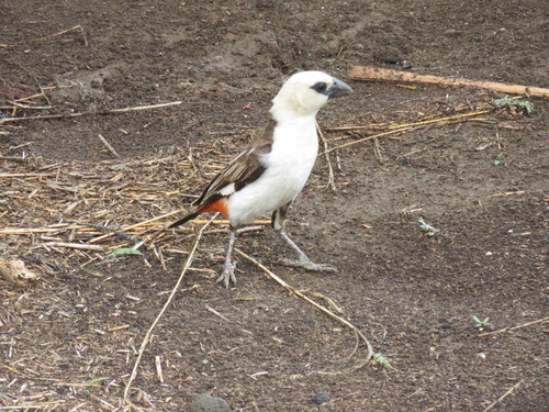 White-headed Buffalo-Weaver