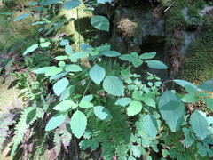Impatiens pallida