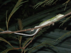 Polychrus marmoratus