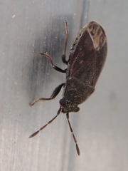 Stygnocoris fuligineus
