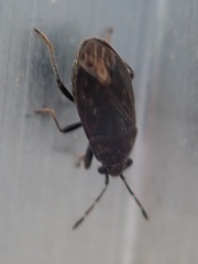 Stygnocoris fuligineus