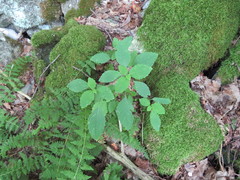 Impatiens pallida