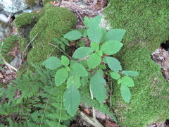 Impatiens pallida