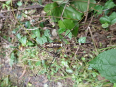 Anisoptera