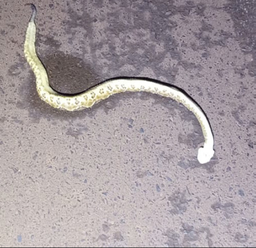 Neotropical Rattlesnake