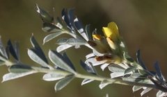 Pearsonia sessilifolia image