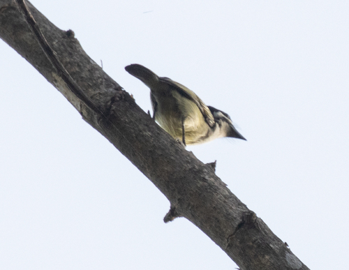 Yellow-rumped Tinkerbird (Pogoniulus bilineatus), photo 4