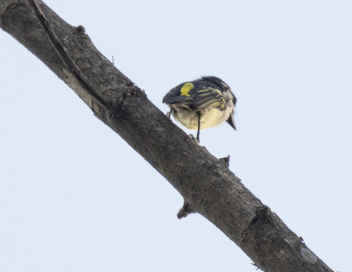 Yellow-rumped Tinkerbird (Pogoniulus bilineatus), photo 6