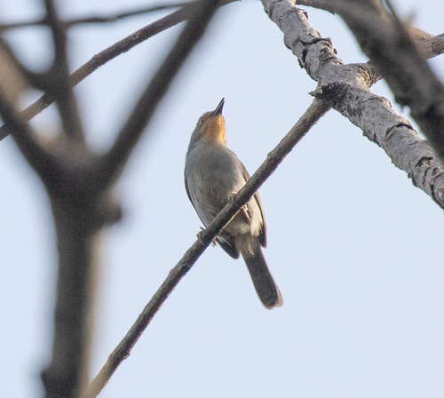 Bamenda Apalis (Apalis bamendae), photo 6