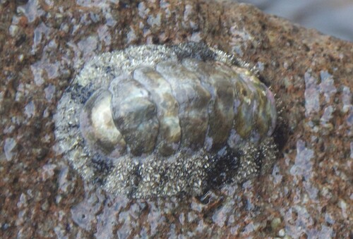 Acanthopleura granulata