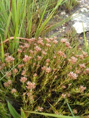 Polycarpaea eriantha