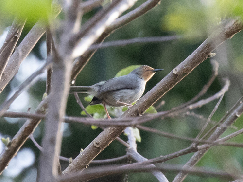 Bamenda Apalis (Apalis bamendae), photo 5