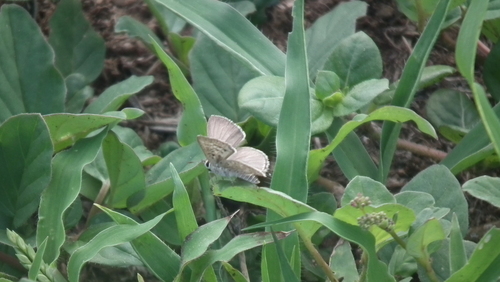 Photo of Silver-spotted Grey (Crudaria leroma)