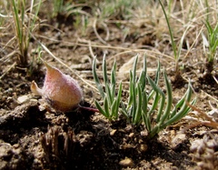Oxytropis chakassiensis