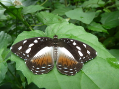 Aterica galene galene