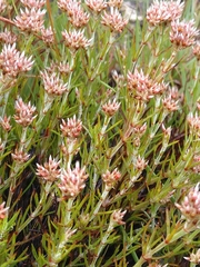 Polycarpaea eriantha