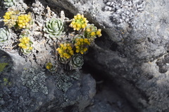 Draba nivicola