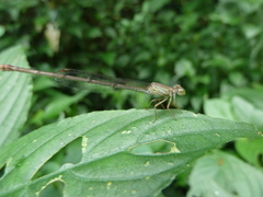 Zygoptera
