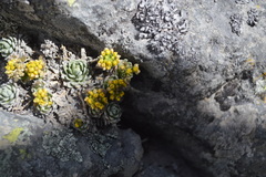 Draba nivicola