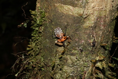 Amulius