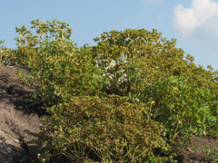 Melampsora helioscopiae