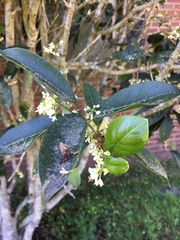 Osmanthus