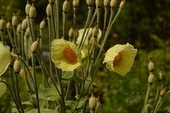 Meconopsis napaulensis