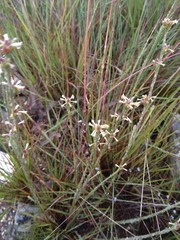 Lasiosiphon microcephalus