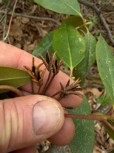 Rhododendron minus, photograph 5