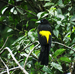 Cacicus chrysonotus