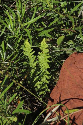 Anemia vestita (Anemia vestita)