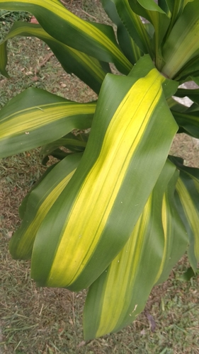 Dracaena fragrans