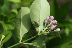 Dasynini