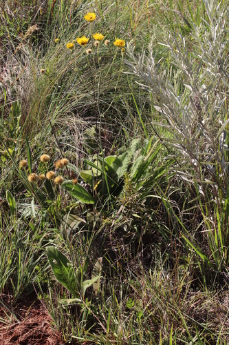 Berkheya setifera image