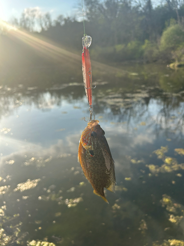Lepomis gibbosus