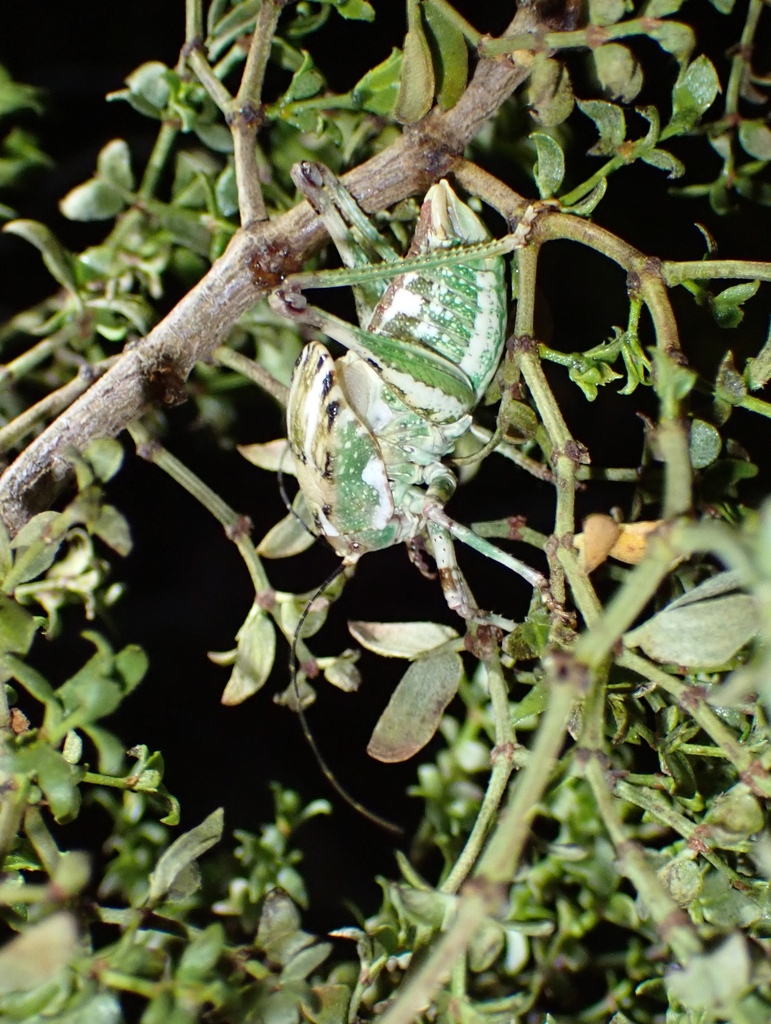 Ovate Shieldback