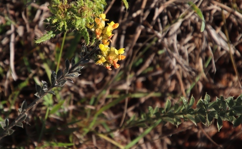 Pearsonia sessilifolia subsp. sessilifolia image