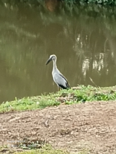 Asian Openbill