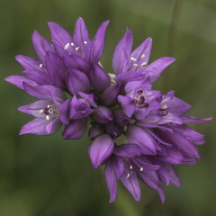 Allium serra