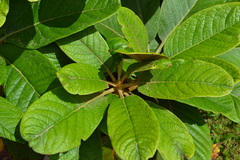 Rhododendron falconeri