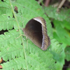 Mycalesis anaxias