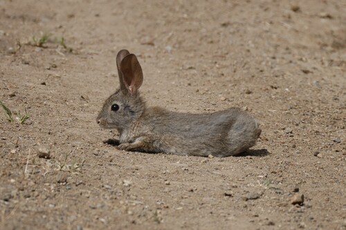 Brush Rabbit observed by langooney