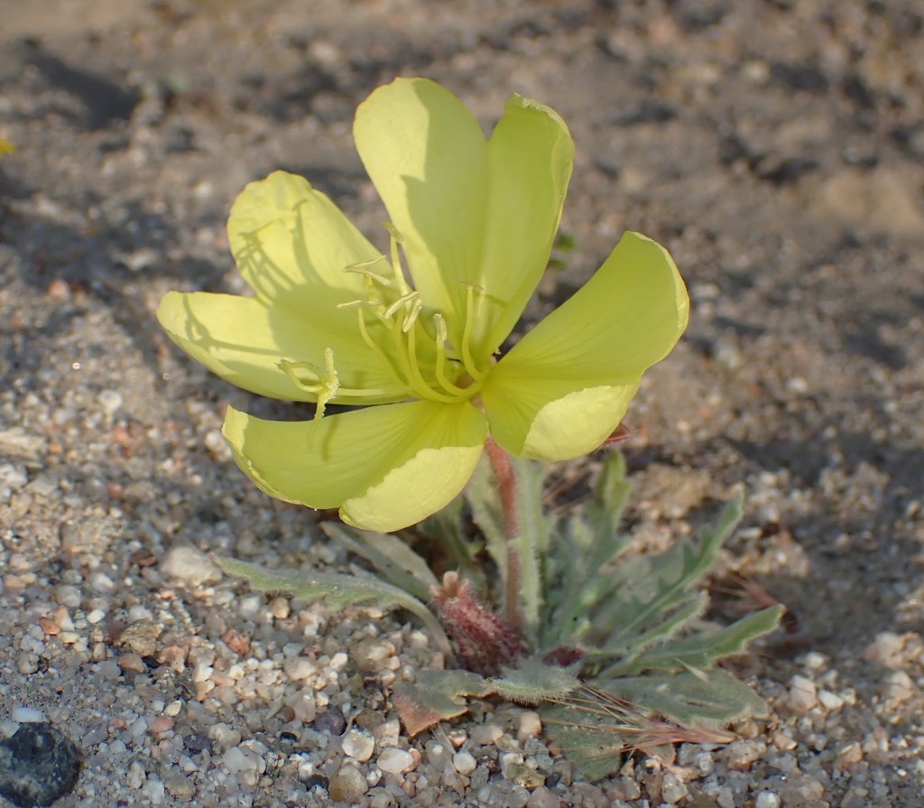 Oenothera primiveris; photograph (c) harrier, some rights reserved (CC BY)