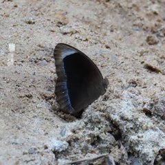 Mycalesis anaxias
