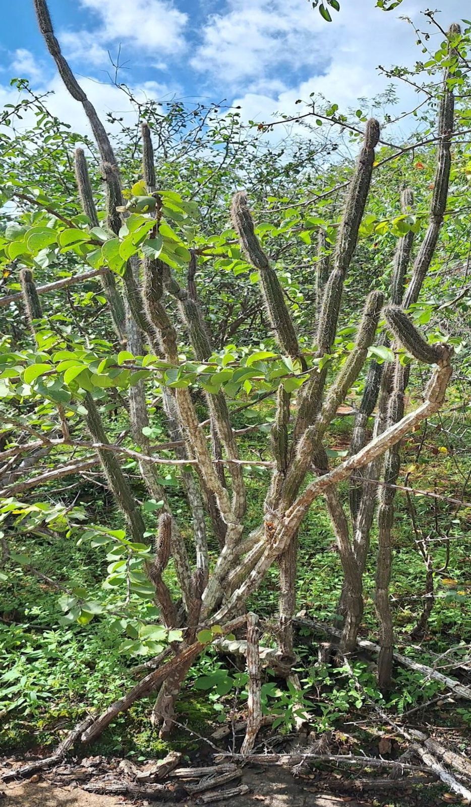 Brasilicereus phaeacanthus