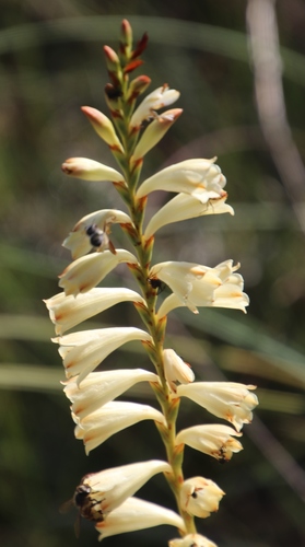 Image of Watsonia watsonioides by (c) Tony Rebelo, some rights reserved (CC BY-SA)
