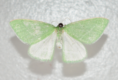 Synchlora faseolaria
