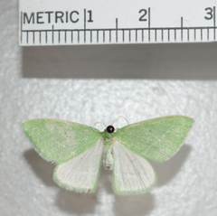 Synchlora faseolaria